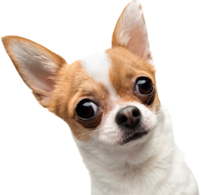 No existe el perro perfecto 2