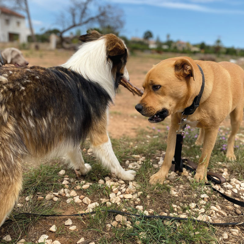 Autocontrol y gestión emocional