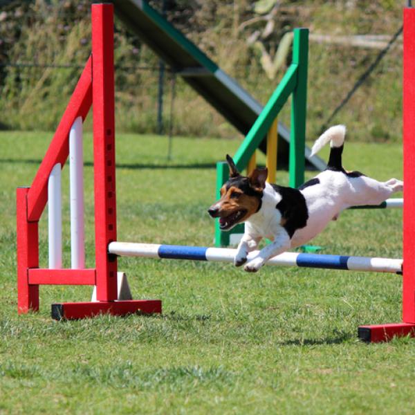 iniciarse en agility 20038 600 square iniciarse en agility 20038 600 square