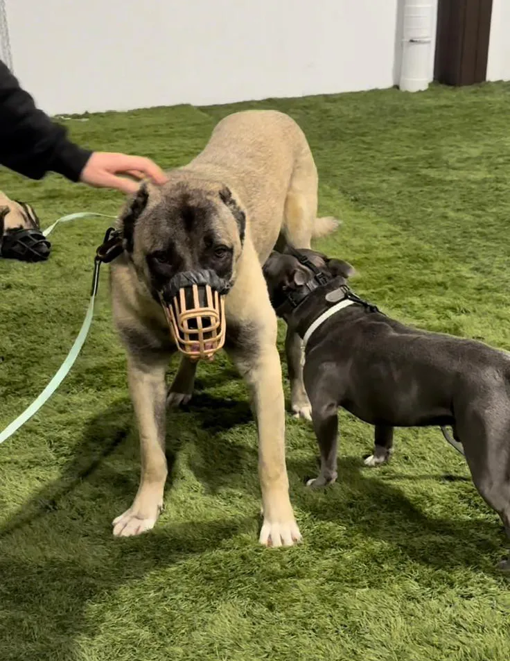 Programa de rehabilitación canina conectacan