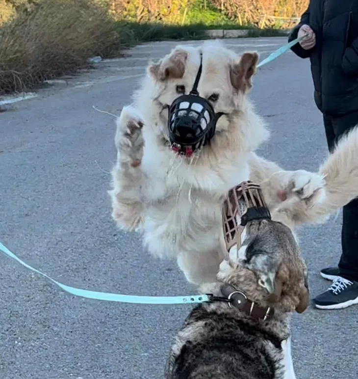 Programa de rehabilitacion canina Programa de rehabilitacion canina