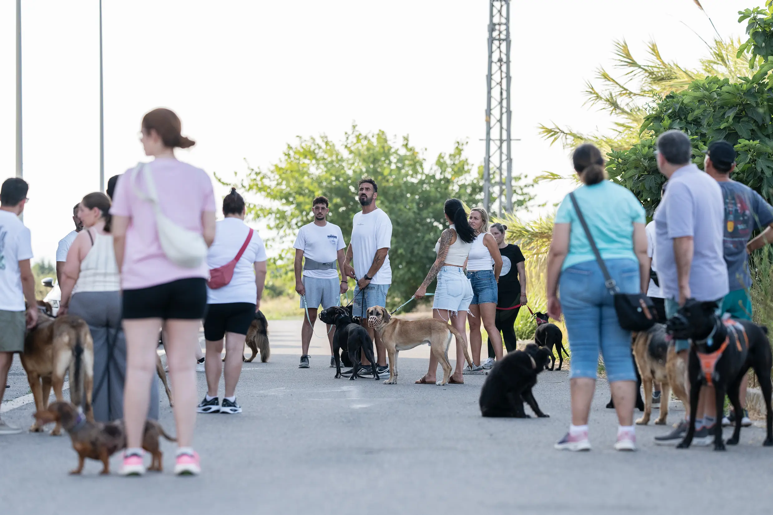 Socialización canina entre perros trabajando su comunicación en manada