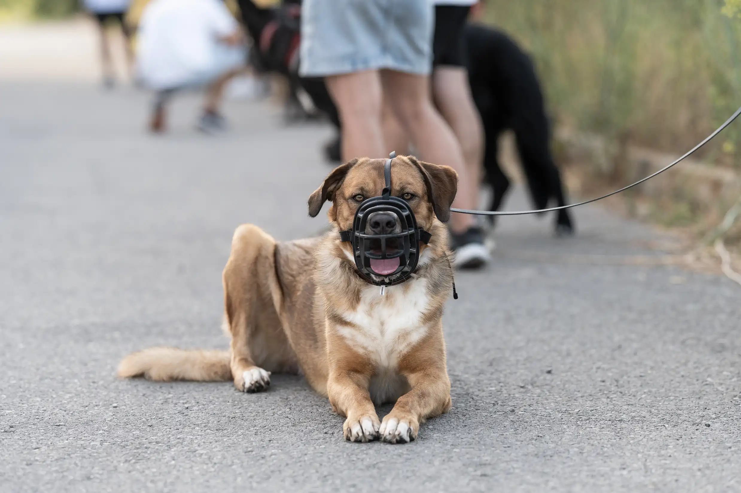 Lo que vemos cada semana en Conecta CAN con perros reactivos Lo que vemos cada semana en Conecta CAN con perros reactivos